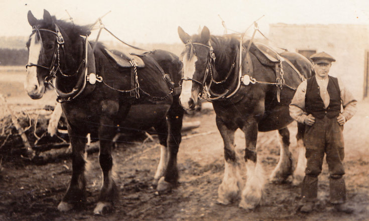 Ploughman and Workhorses