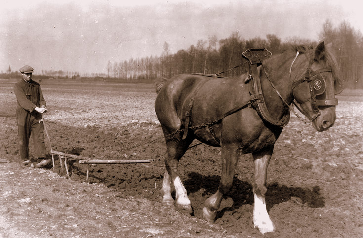 Ploughing with horse