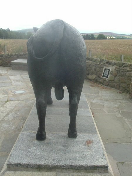 The Alford Bull (part 2)