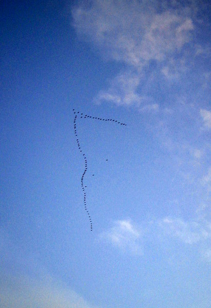 Geese above the Vale of Alford
