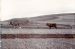 Plooin' wi' a pair o' horses an' a horse n' stot