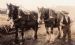 Ploughman and Workhorses